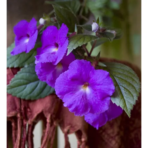 Image of Achimenes Flower Bulbs PO2