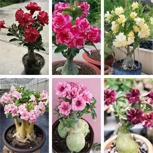 Image of AloGardening Adenium Hybrid Plants (Pack of 6)