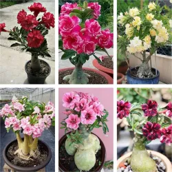 AloGardening Adenium Hybrid Plants (Pack of 6)