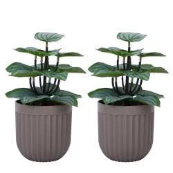 Amazon Basics Realistic Looking Set of 2 Artificial Striped Leaves Plants