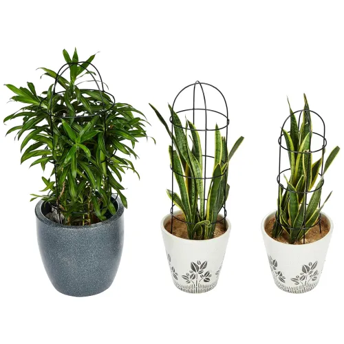 Image of Amazon Brand - Solimo Trellis Plant Support Stands (Set of 3) | Stand for Climbing Plants for Home Garden | Plant Climbe