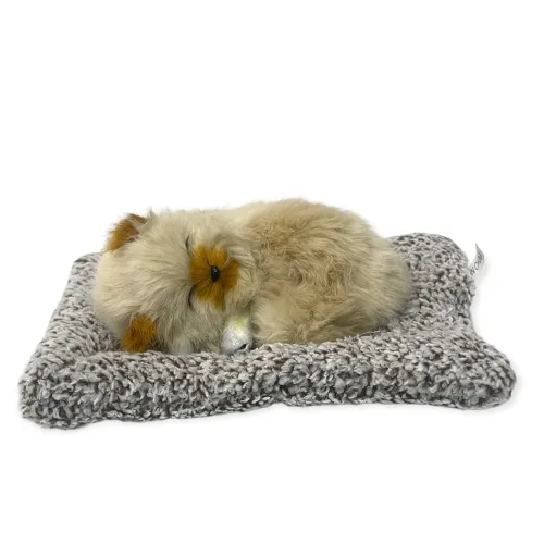 Image of AUGEN Sleeping Cat Car Dashboard & Home Decor Decorative Showpiece