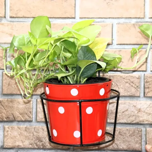 Image of Bharat Metal Hanging Plant Holder Set of 2