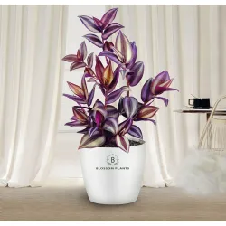 Blossom Plants Wandering Indoor Plants With Pot