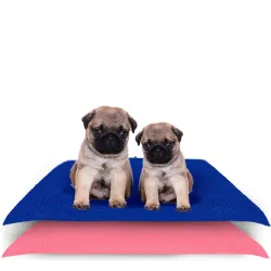 Dog Pee Mats 70 X 50 Royal Blue + Salmon Rose (Small) Pack of 2 | Washable Puppy Pee Pads | Waterproof Toilet Mat for Do