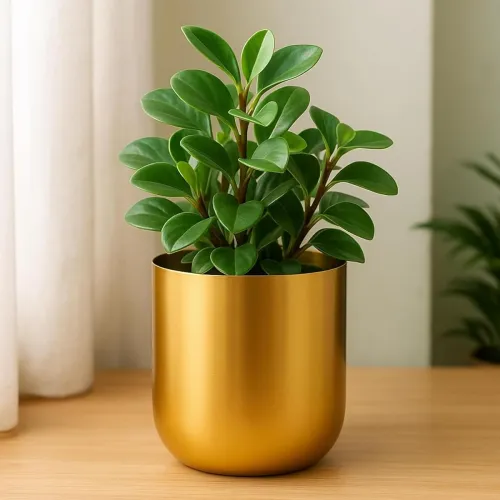 Image of ecofynd 4.3 inches Round Metal Planter for Home Decor,