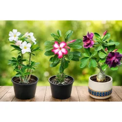 EXOTIC LIVE Premium Live Adenium Desert Rose Plant (PACK OF -3)
