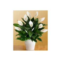 Floryzen Original Live Peace Lily Plant Po1