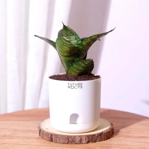 Image of Future Roots Live Snake Plant - Air Purifying Indoor Sansevieria Plant with Self Watering Pot | Low Maintenance Plant fo