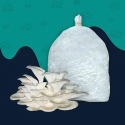 Gachwala White Gourmet Oyster Mushroom Growing Kit, 200g