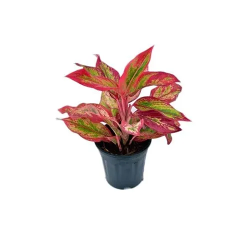 Image of Garden Art Aglaonema Natural Indoor Plant