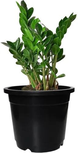 Image of Garden's Need 5.5-Inch Round Plastic Flower Pot