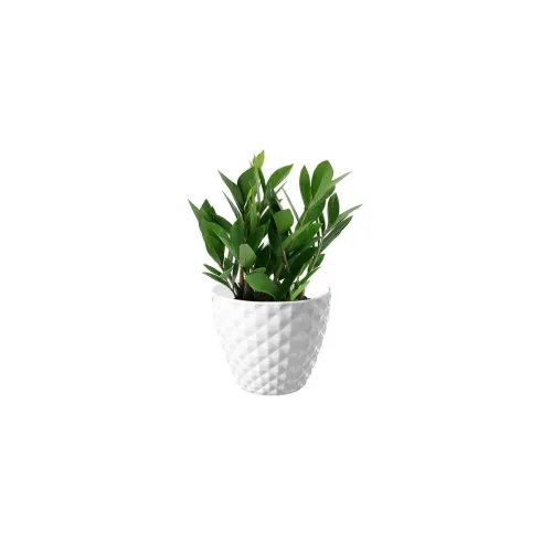 Image of GARDENS NEED 6 Inch (15.24 cm) Kohinoor Flower Plastic Pot| 