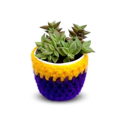 Image of HILLMART® Natural live anacampseros telephiastrum with woolen pot 