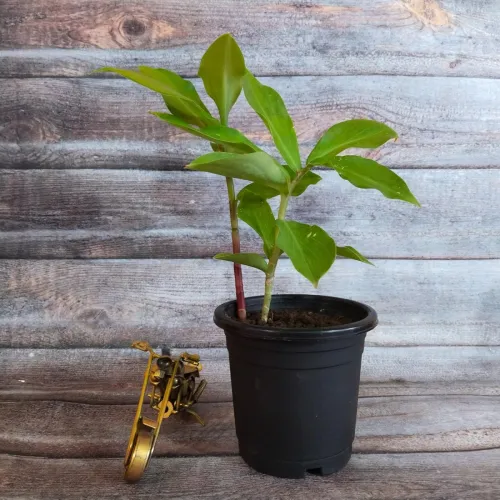 Image of India Gardening Costus Igneus Insulin Live Plant