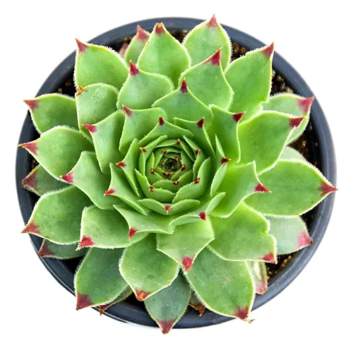 Image of India Gardening Red Tip Laxmi Kamal Plant