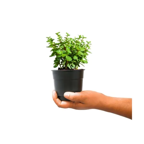 Image of Nayra Live Button Jade Plant Indoor Plant with Black nursery Pot 