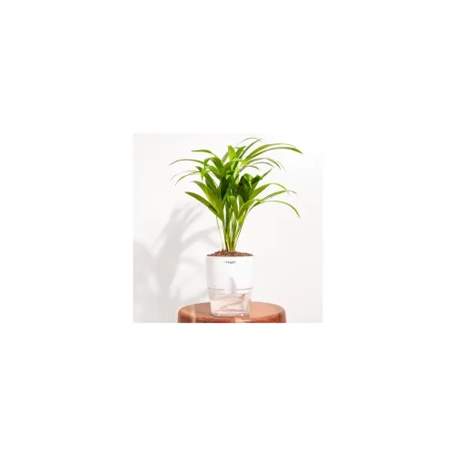 Image of Kyari Areca Palm Air Purifier Plant