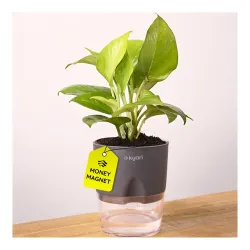 Kyari Golden Money Plant