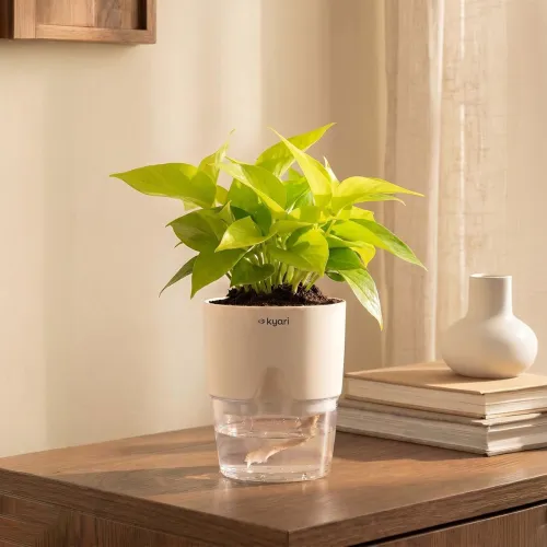 Image of Kyari Golden Money Plant Indoor Live Plant with White Self Watering Pot 4 Inch - Money Plant Indoor Live Plant with Pot 
