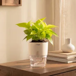 Kyari Golden Money Plant Indoor Live Plant with White Self Watering Pot 4 Inch - Money Plant Indoor Live Plant with Pot 