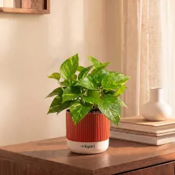 Kyari Good Luck Money Variegated Live Plant with Red Brick Self Watering Pot 4