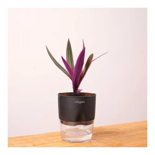 Image of Kyari Rhoeo Live Plant 