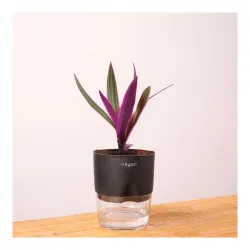 Kyari Rhoeo Live Plant 