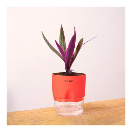 Image of Kyari Rhoeo Live Plant with Red Self Watering Pot - Small 4 Inch