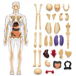 Labs Anatomy Kit | 29-Piece Anatomy Kit with Skeleton, Organs, Body Parts