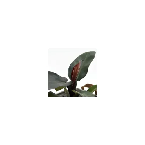 Image of LittleJungle Philodendron Black Majesty - Live Plant White Decor Pot