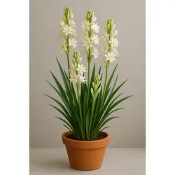 Live Green Flower Bulbs Tuberose/Rajnigandha Single/Double Petal Fragrance Flower Bulbs For Home Gardening (Tuberose Single-4)