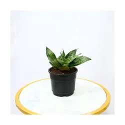 Nayra Live Snake Plant Indoor Plant 