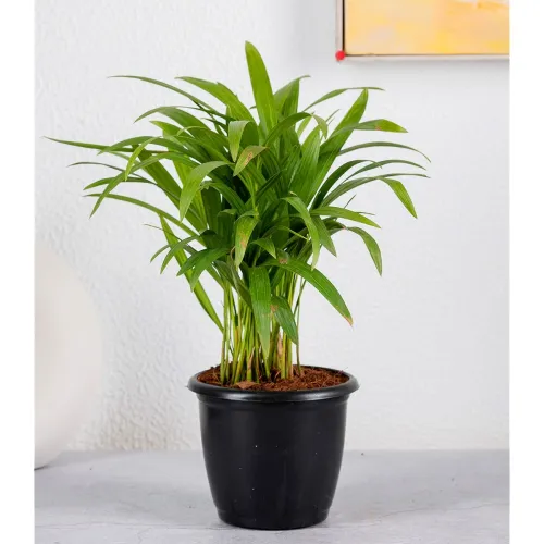 Image of Nurturing Green Indoor Areca Palm Plant Small