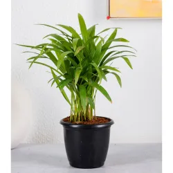 Nurturing Green Indoor Areca Palm Plant Small