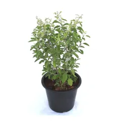 Organic Tulsi Live Plant in Black Plastic Pot Home Garden Air Purifying Religious Plant