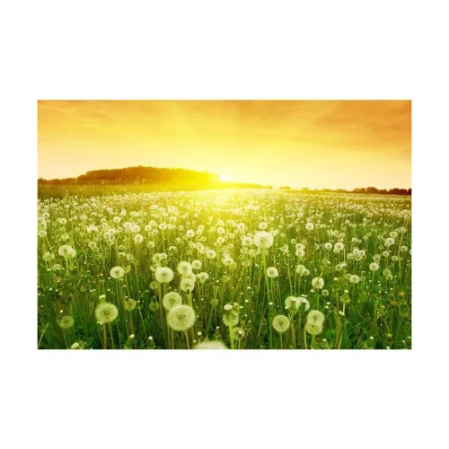 Image of Pitaara Box Dandelions in Meadow Sticker for Bedroom
