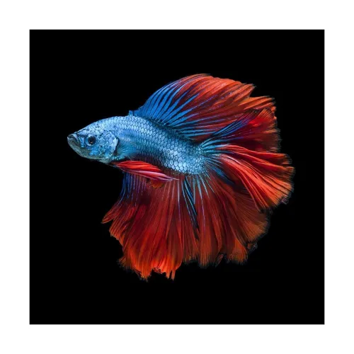 Image of Pitaara Box Siamese Fighting Fish D1 Wall Sticker for Bedroom 16 x 16 inch