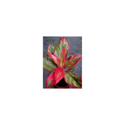 PlantaZee lipsstick aglonima Natural Live Plant in Pot