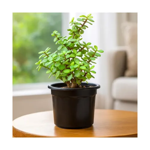 Image of Portulacaria Afra (Mini Jade) Succulent Plant in Pot
