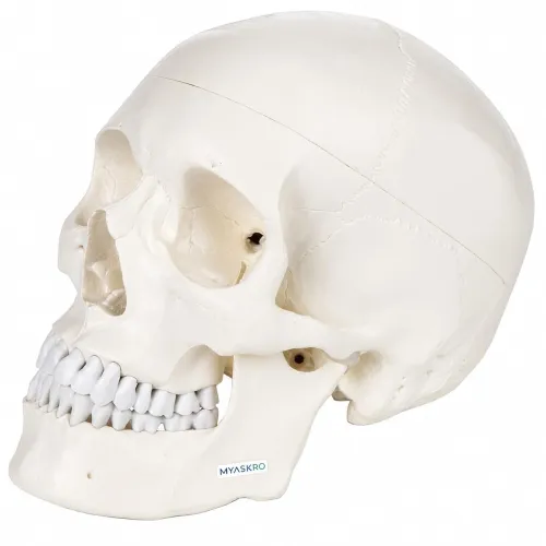 Image of Professional Grade Life-Size Human Skull Model With Ultra Refined 96% Anatomical Accuracy | Premium PVC Build for Unmatc