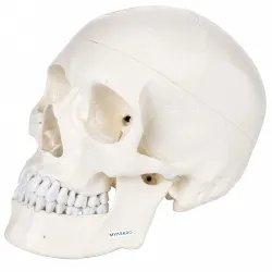 Professional Grade Life-Size Human Skull Model With Ultra Refined 96% Anatomical Accuracy | Premium PVC Build for Unmatched Durability & Study | Approved by Medical Colleges