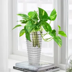 Pure Source India Glass Round Rib Flower Vase | Money Plant Pot | Without Flower/Money Plant (Heavy Weight - Crystal Cle