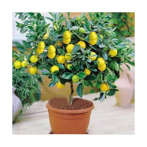Image of Puspita Nursery Kagzi Nimboo Lemon Plant