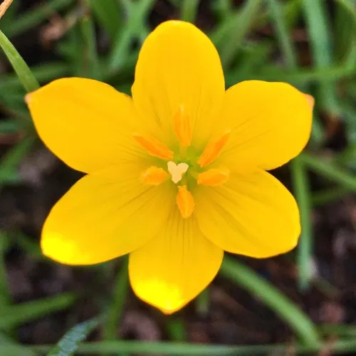 Image of Rain Lily (Zephyranthes) Bulbs by Korrel Seeds
