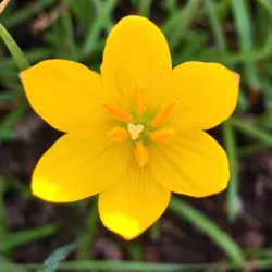 Rain Lily (Zephyranthes) Bulbs by Korrel Seeds