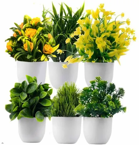 Image of Ryme Mini / Small Pack of 6 Bonsai 