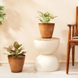 Amazon Brand- Solimo Indoor and Outdoor Round 10 Inch Muscat Flower Planter Pot Best for Terrace/Balcony/Home/Office Dec