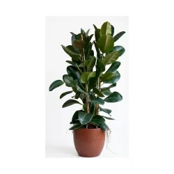 Stunning Rubber Plant Live | Ficus Elastica | Bold Burgundy Foliage Air Purifying Indoor Plant for Home, Living Room & Office Décor | BM Nursery