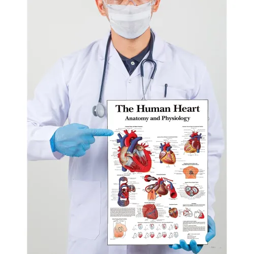 Image of Tamatina Laminated Biology Anatomy Educational Wall Poster (45x30 cm)